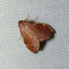 Heterorta plutonis