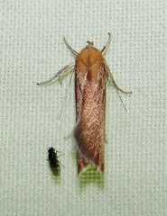 Ptyoptila matutinella