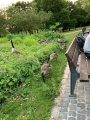 Branta canadensis