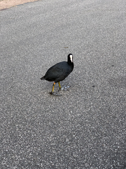 Fulica atra