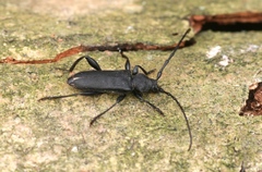 Ropalopus macropus