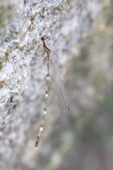 Protosticta taipokauensis