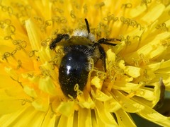 Andrena cineraria