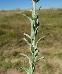 Helichrysum callicomum