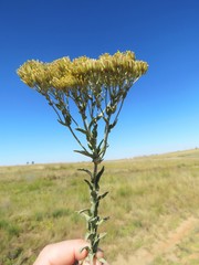 Helichrysum callicomum