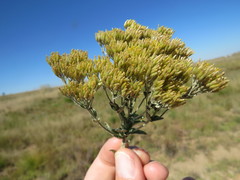 Helichrysum callicomum