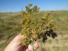 Helichrysum callicomum