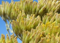 Helichrysum callicomum