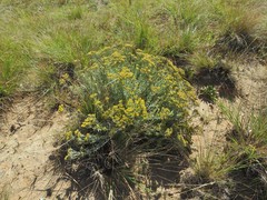 Helichrysum callicomum