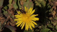 Nomada marshamella