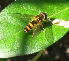 Meligramma cincta
