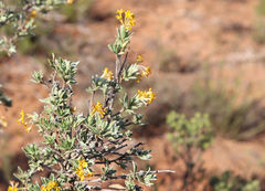 Lasiosiphon meisnerianus