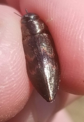 Actenodes calcaratus