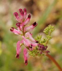 Fumaria kralikii