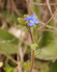 Veronica praecox