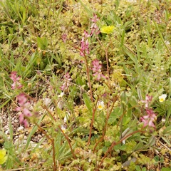 Fumaria kralikii
