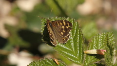 Pararge aegeria