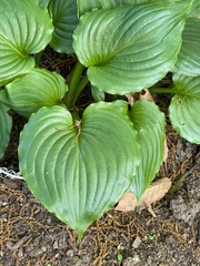 Hosta ventricosa