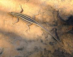Platysaurus intermedius
