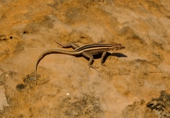 Platysaurus intermedius