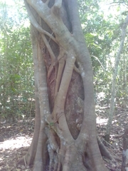 Ficus watkinsiana