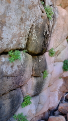 Stemodiopsis kamundii