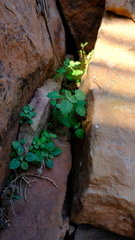 Stemodiopsis kamundii