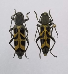 Tanyochraethes tildeni