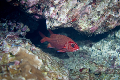 Sargocentron tiere