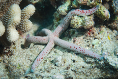 Linckia multifora
