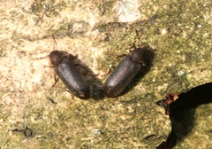 Cacotemnus rufipes