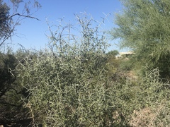 Sarcomphalus obtusifolius canescens