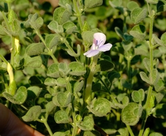 Barleria heterotricha