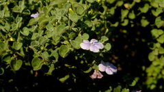 Barleria heterotricha