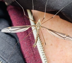 Tipula noveboracensis