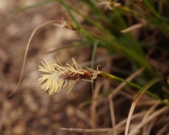 Carex halophila