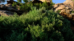 Barleria heterotricha
