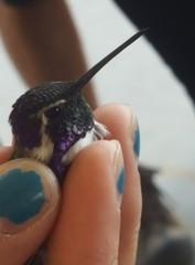 Calypte costae