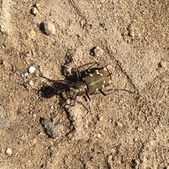 Cicindela soluta
