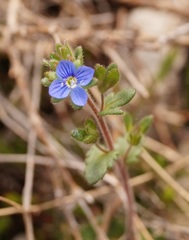 Veronica praecox