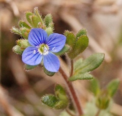 Veronica praecox