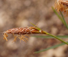 Carex halophila