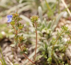 Veronica praecox