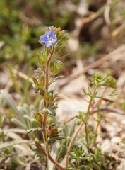 Veronica praecox