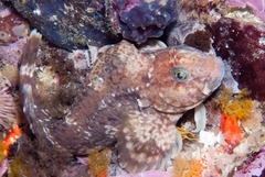 Parablennius cornutus