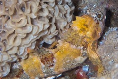 Clinus taurus