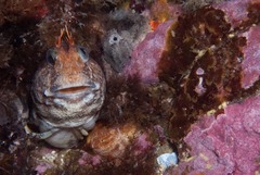 Parablennius cornutus