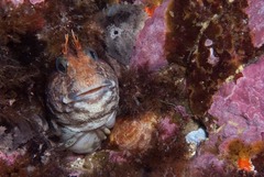 Parablennius cornutus