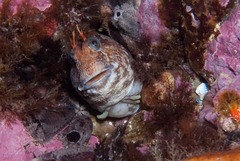 Parablennius cornutus