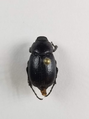 Phyllophaga epigaea